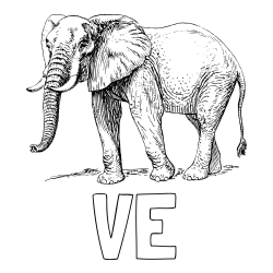 Online izdelana pobarvanka - Pobarvanka imena VE in pobarvanka mogočnega slona