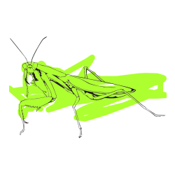 Pobarvana pobarvanka - Pobarvanka bogomolke