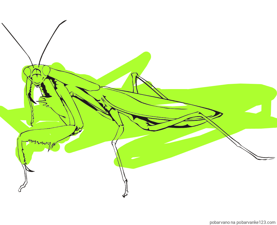 POBARVANA POBARVANKA - Pobarvanka bogomolke