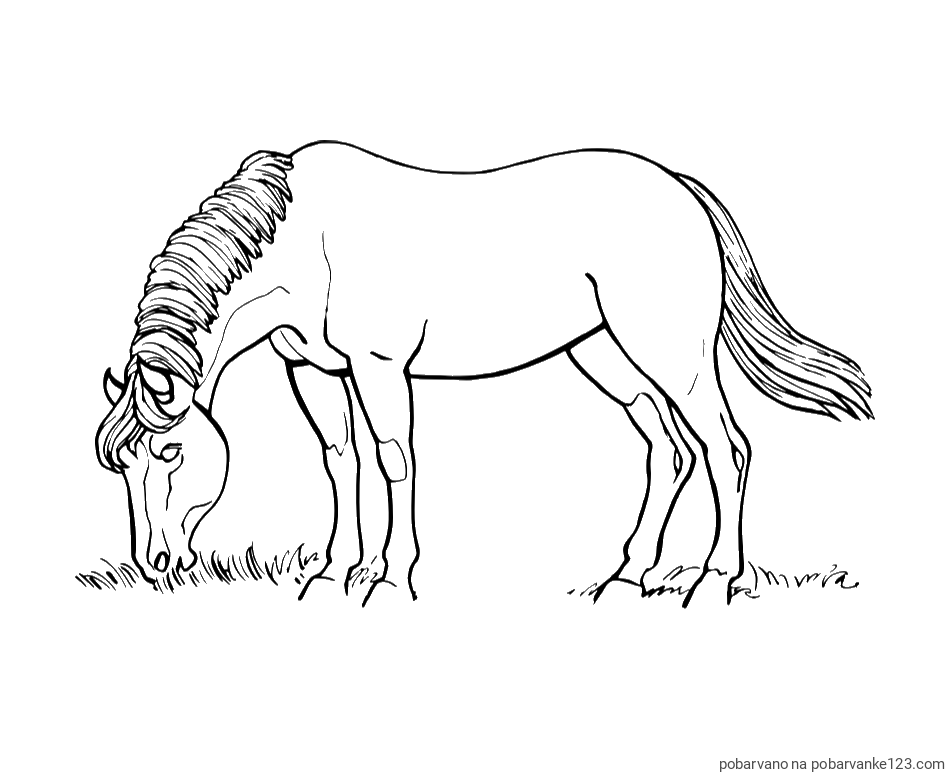 POBARVANA POBARVANKA - Pobarvanka konja med pašo