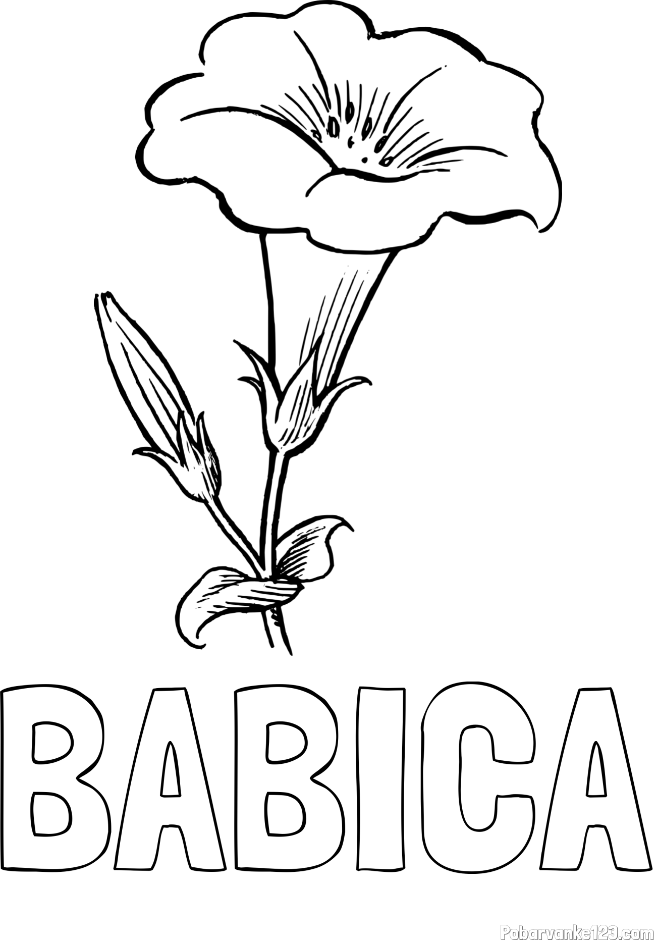 Pobarvanka imena BABICA in pobarvanka rože Gamopetalous