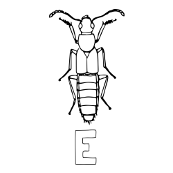 Online izdelana pobarvanka - Pobarvanka imena E in pobarvanka žužka