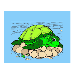 Pobarvana pobarvanka - Pobarvanka želve na obali