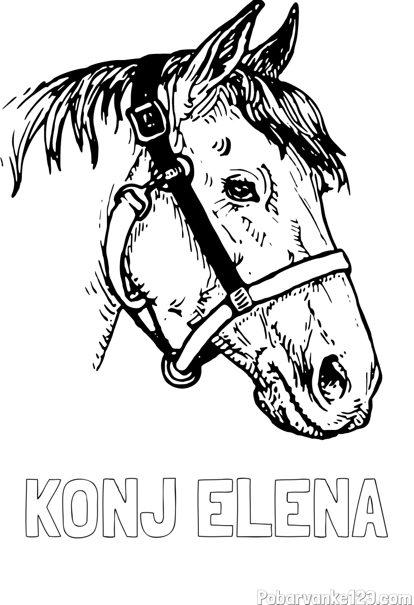 Pobarvanka imena KONJ ELENA in konjska glava