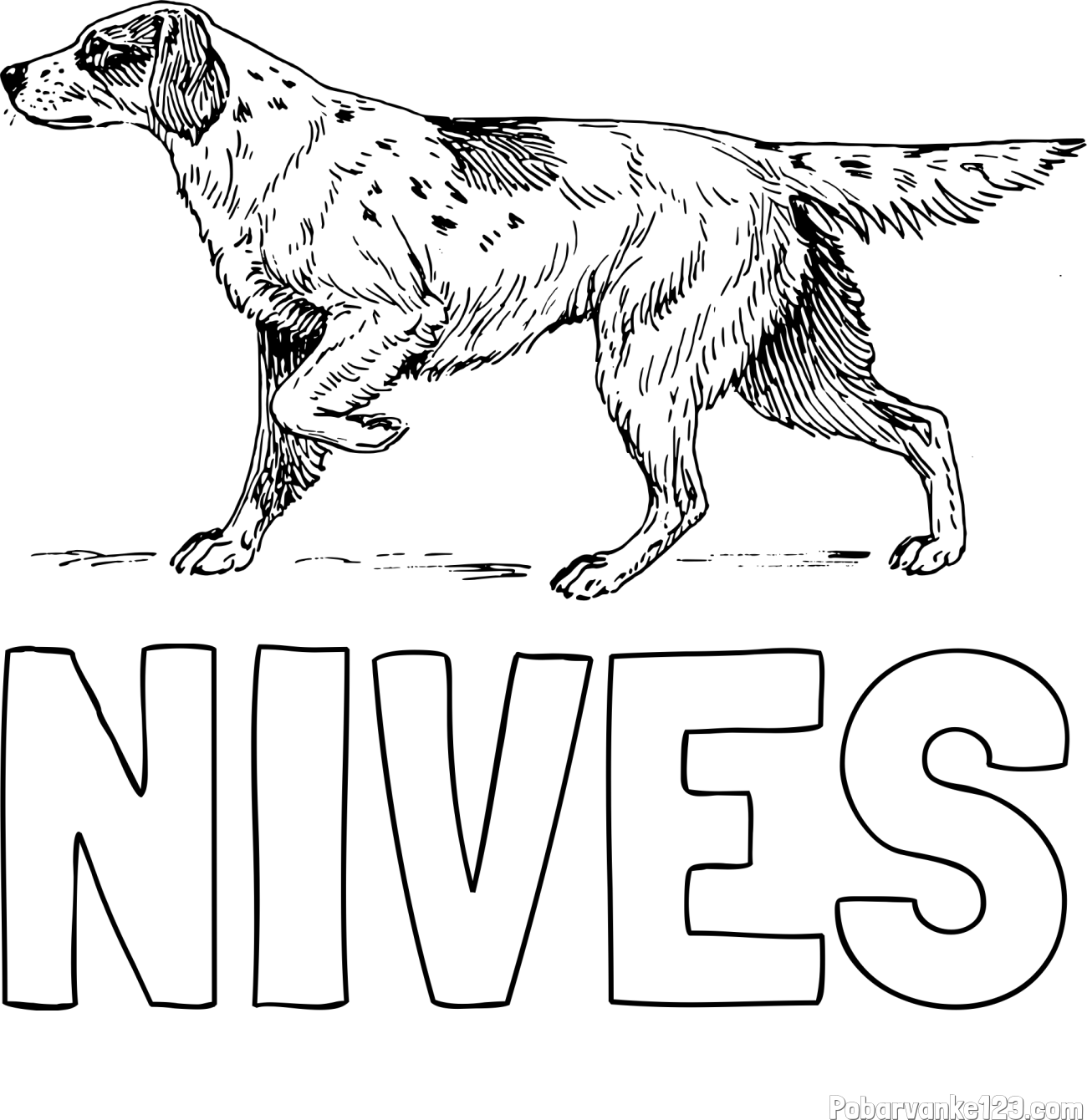 Pobarvanka imena NIVES in pobarvanka lovskega psa na lovu