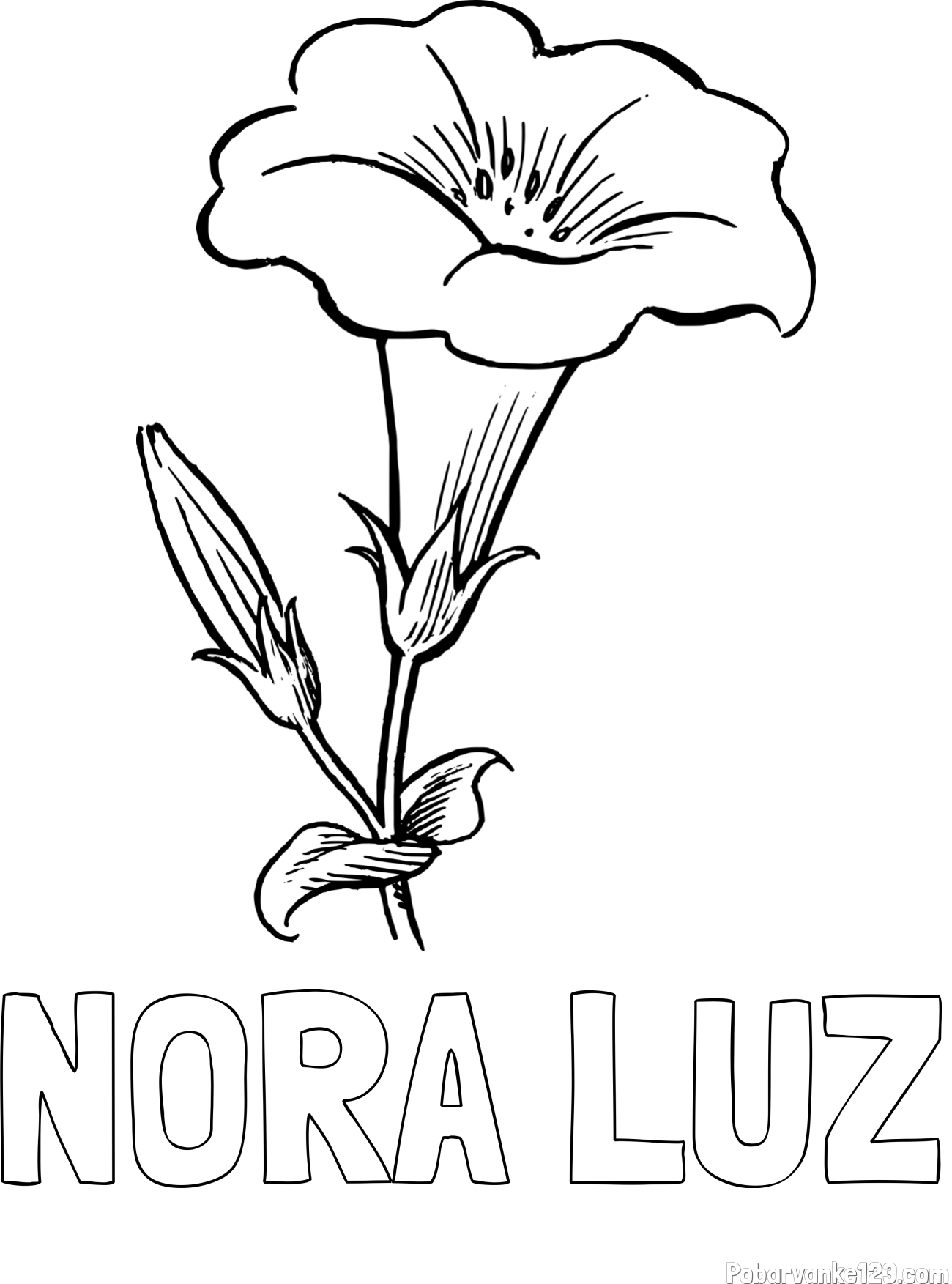 Pobarvanka imena NORA LUZ in pobarvanka rože Gamopetalous