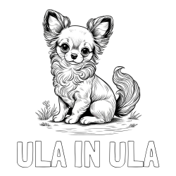 Online izdelana pobarvanka - Pobarvanka imena ULA IN ULA in pobarvanka ljubke čivave