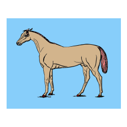 POBARVANA POBARVANKA - Pobarvanka konja