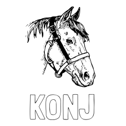 Online izdelana pobarvanka - Pobarvanka imena KONJ in konjska glava