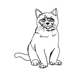 Pobarvanka lepe mucke