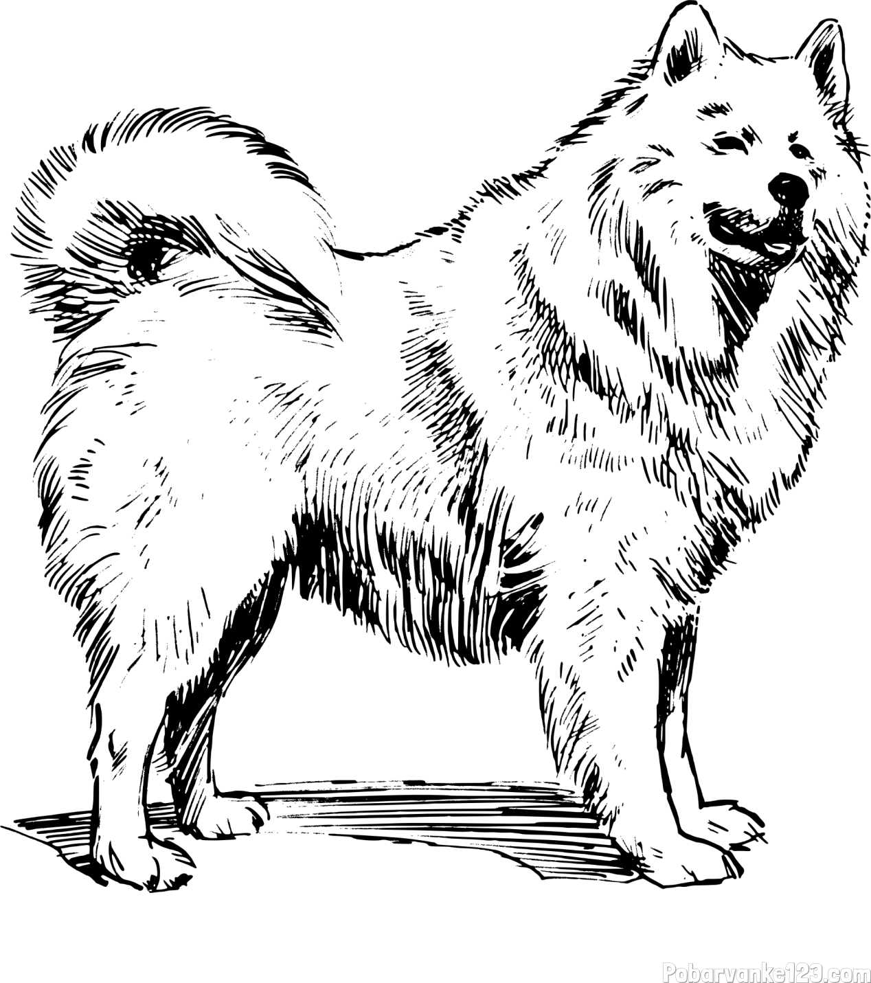 Pobarvanka čudovitega samojega