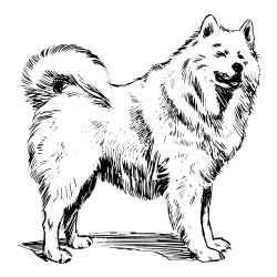 Pobarvanka čudovitega samojega