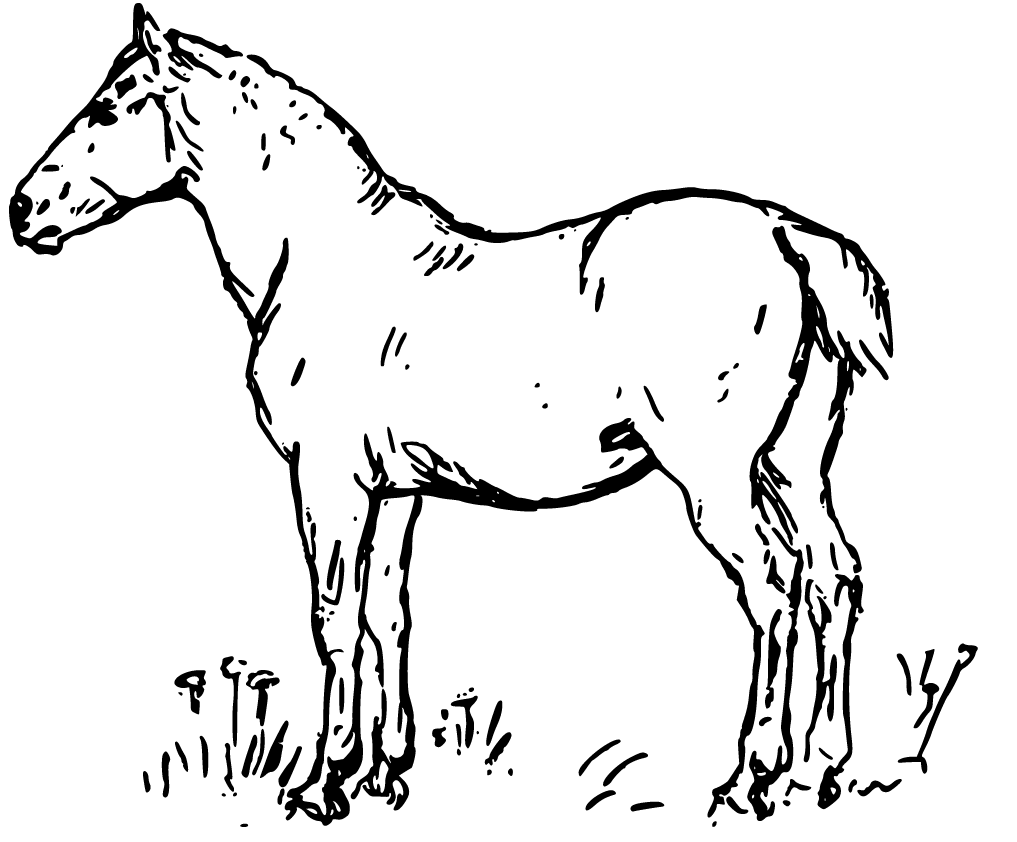 Pobarvanka konja na travi