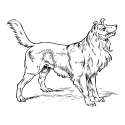 Pobarvanka prikupnega in prijaznega kužka