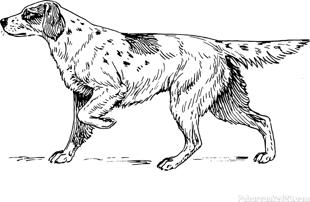 Pobarvanka lovskega psa na lovu