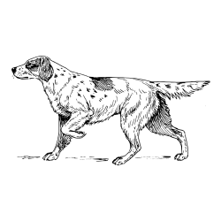 Pobarvanka lovskega psa na lovu