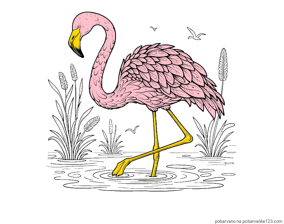 POBARVANA POBARVANKA - Pobarvanka flaminga v močvirju