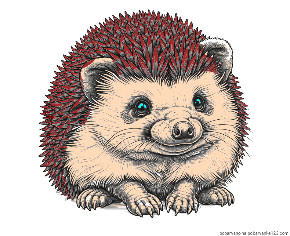 POBARVANA POBARVANKA - Pobarvanka ježa