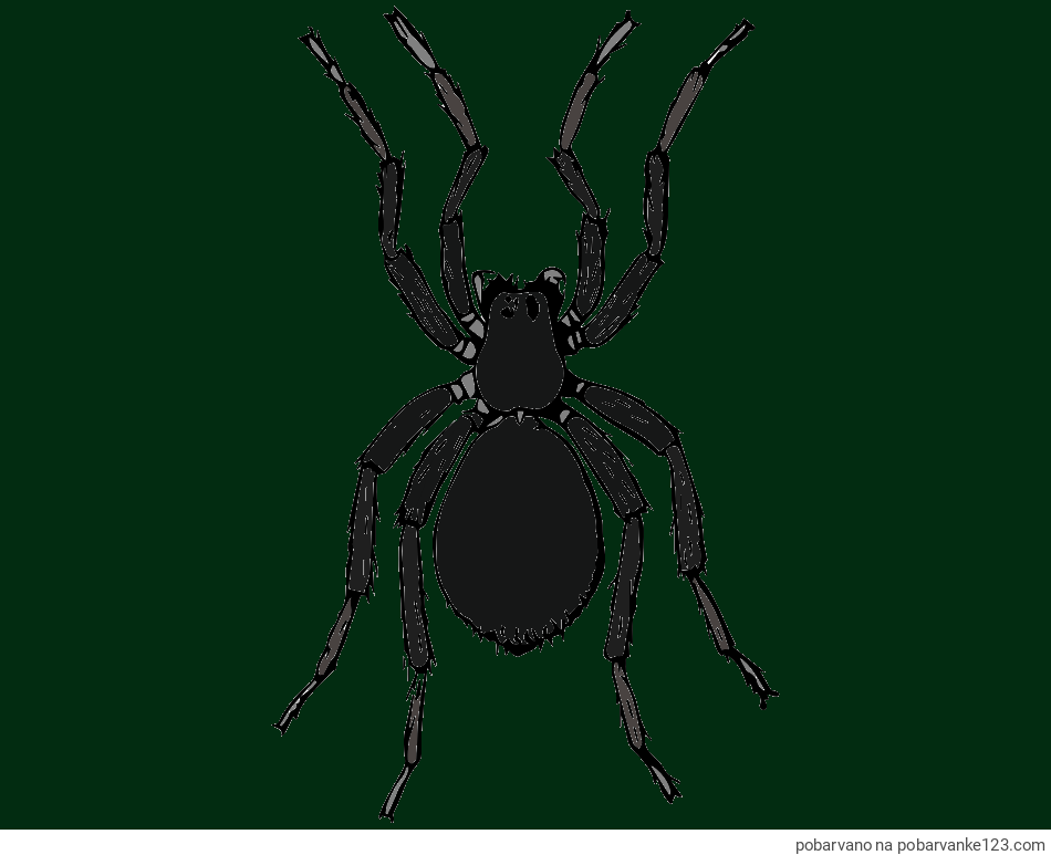 POBARVANA POBARVANKA - Pobarvanka pajka - TARANTELA