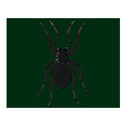 Pobarvana pobarvanka - Pobarvanka pajka - TARANTELA