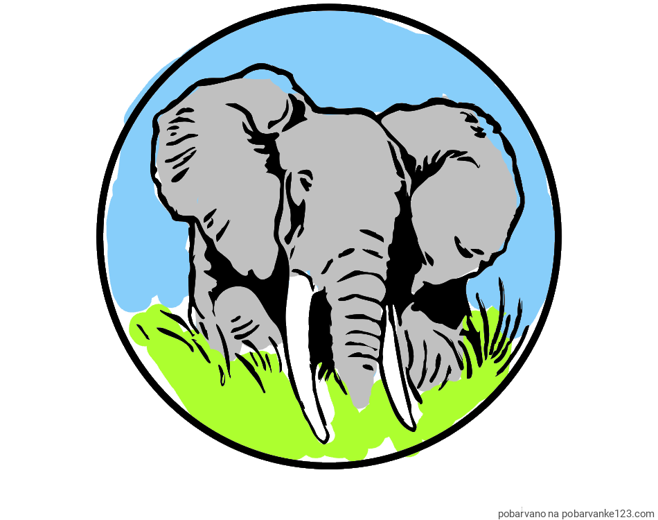 POBARVANA POBARVANKA - Pobarvanka slonje glave