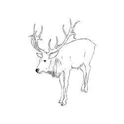 Pobarvana pobarvanka - Pobarvanka velikega jelena