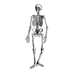 Pobarvanka človeškega okostja