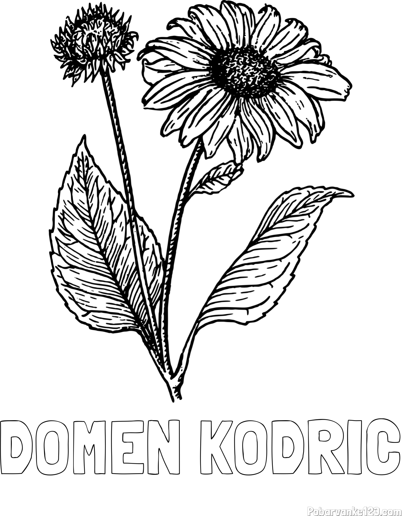 Pobarvanka imena DOMEN KODRIC in pobarvanka sončnice