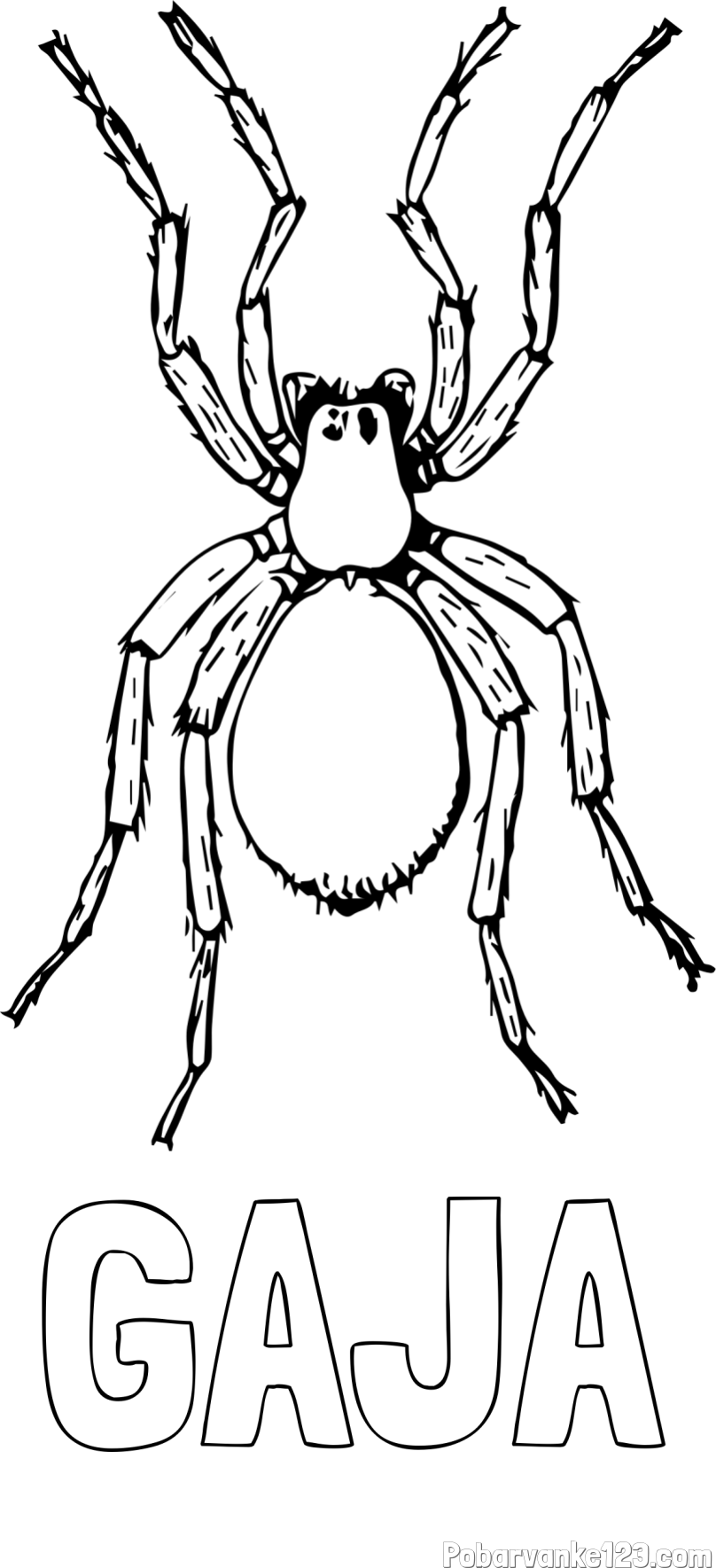 Pobarvanka imena GAJA in pobarvanka pajka - TARANTELA