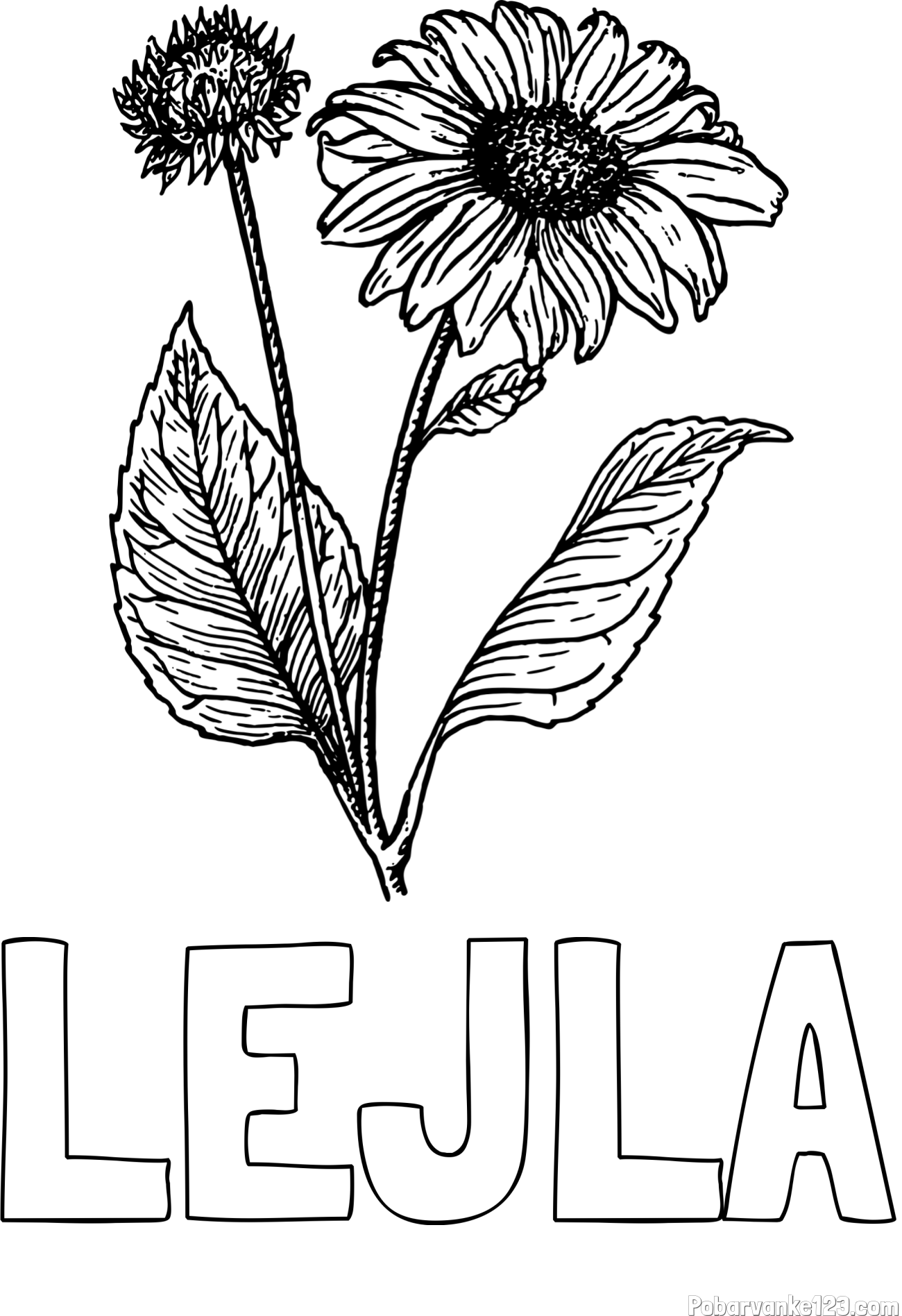 Pobarvanka imena LEJLA in pobarvanka sončnice