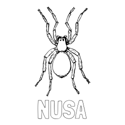 Online izdelana pobarvanka - Pobarvanka imena NUŠA in pobarvanka pajka - TARANTELA