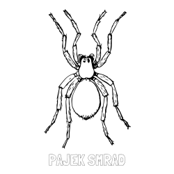 Online izdelana pobarvanka - Pobarvanka imena PAJEK SMRAD in pobarvanka pajka - TARANTELA