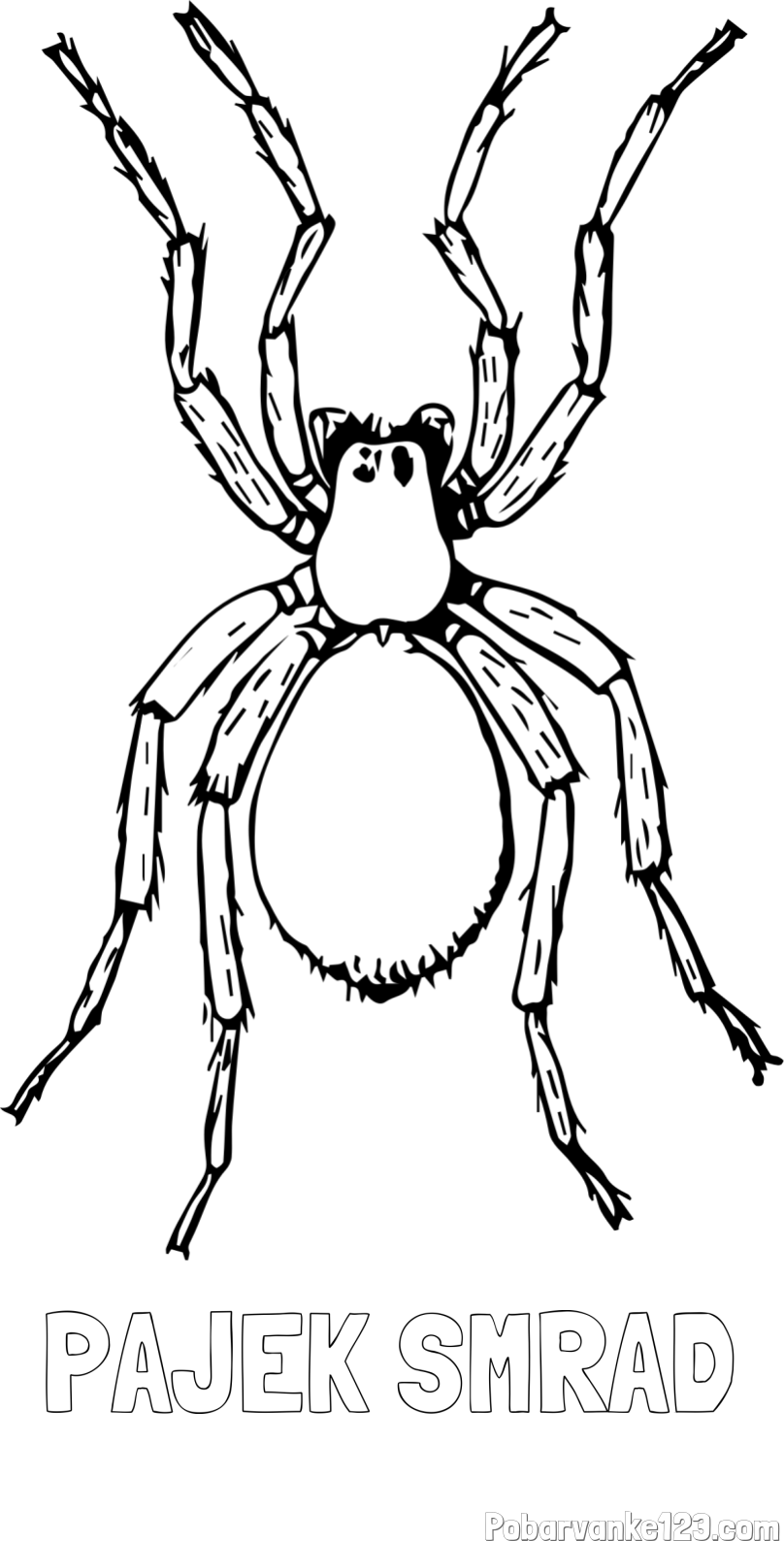 Pobarvanka imena PAJEK SMRAD in pobarvanka pajka - TARANTELA