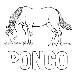 Online izdelana pobarvanka - Pobarvanka imena PONČO in pobarvanka konja med pašo