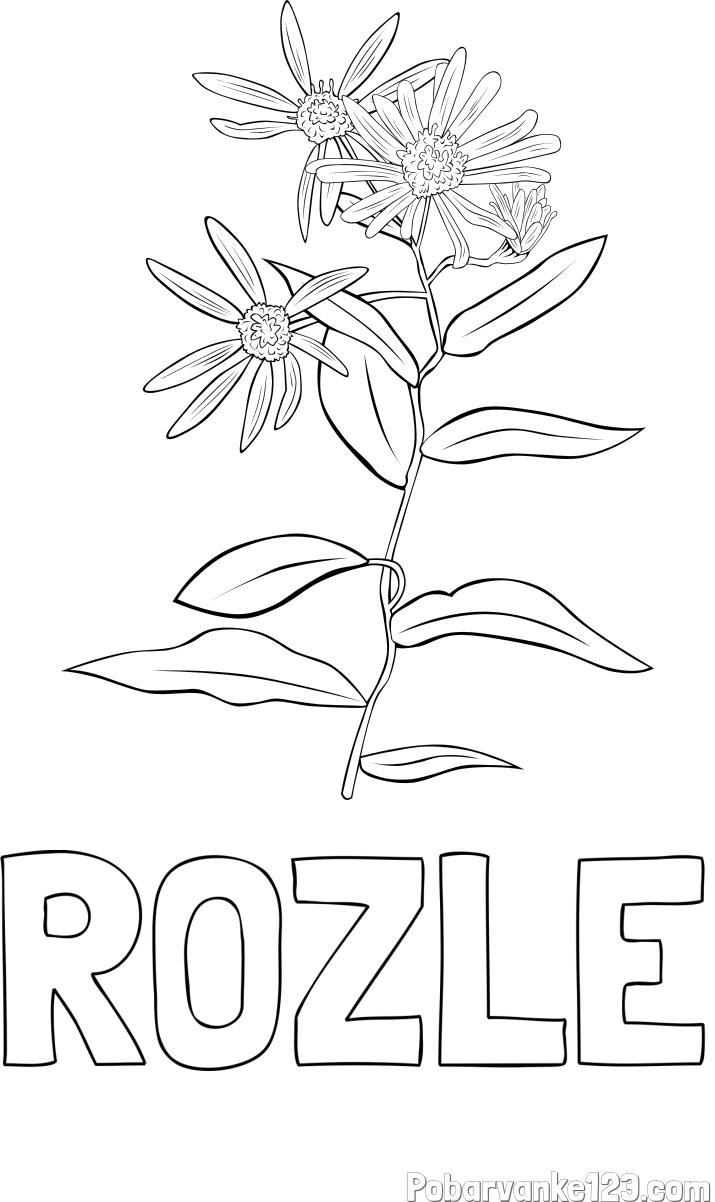 Pobarvanka imena ROŽLE in pobarvanka cvetlice