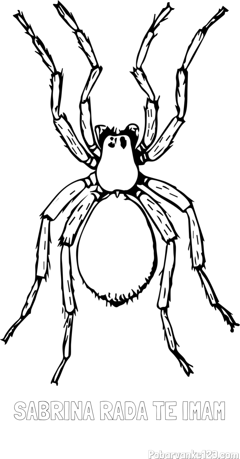 Pobarvanka imena SABRINA RADA TE IMAM in pobarvanka pajka - TARANTELA