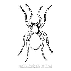 Online izdelana pobarvanka - Pobarvanka imena SABRINA RADA TE IMAM in pobarvanka pajka - TARANTELA