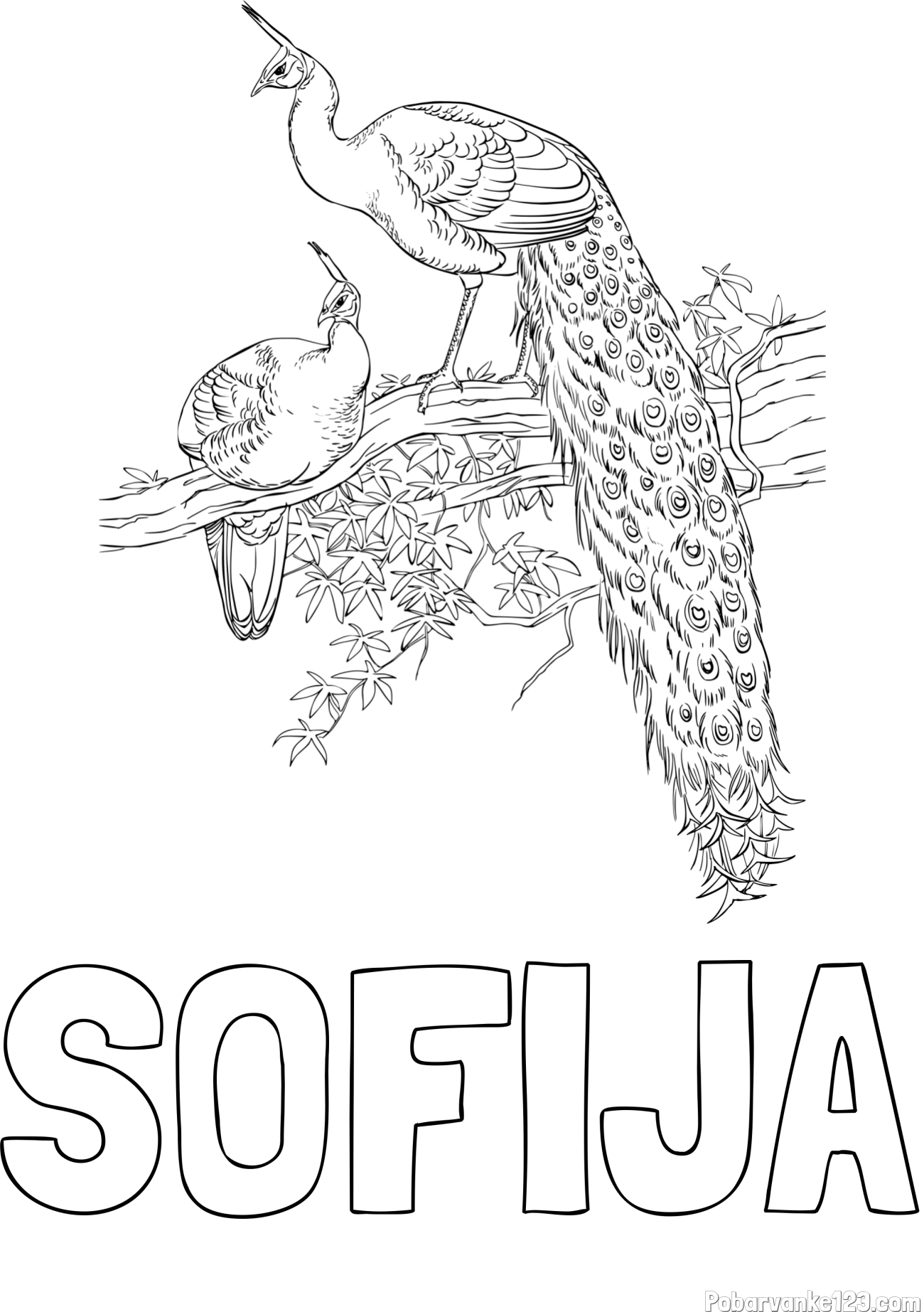 Pobarvanka imena SOFIJA in pobarvanka pava