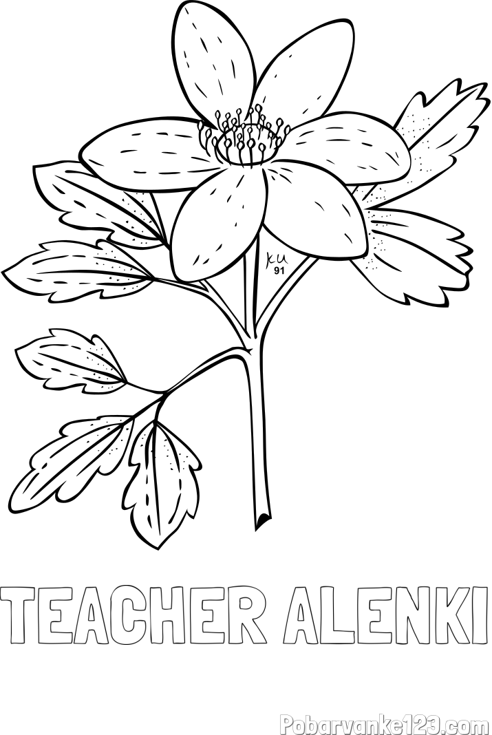 Pobarvanka imena TEACHER ALENKI in pobarvanka marjetice