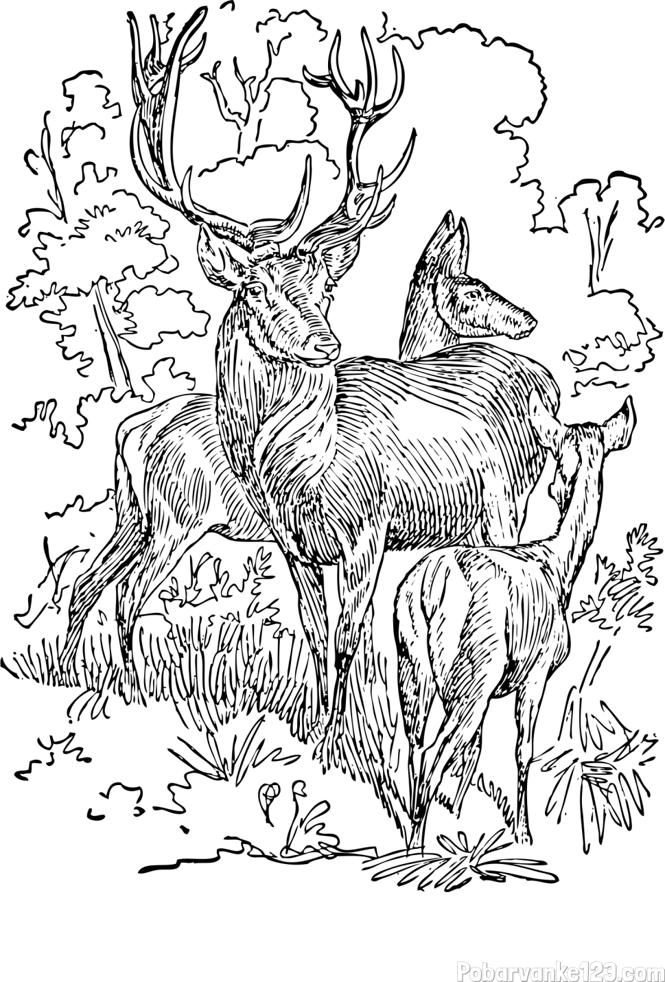 Pobarvanka jelena, srne ter mladička