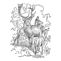 Pobarvanka jelena, srne ter mladička