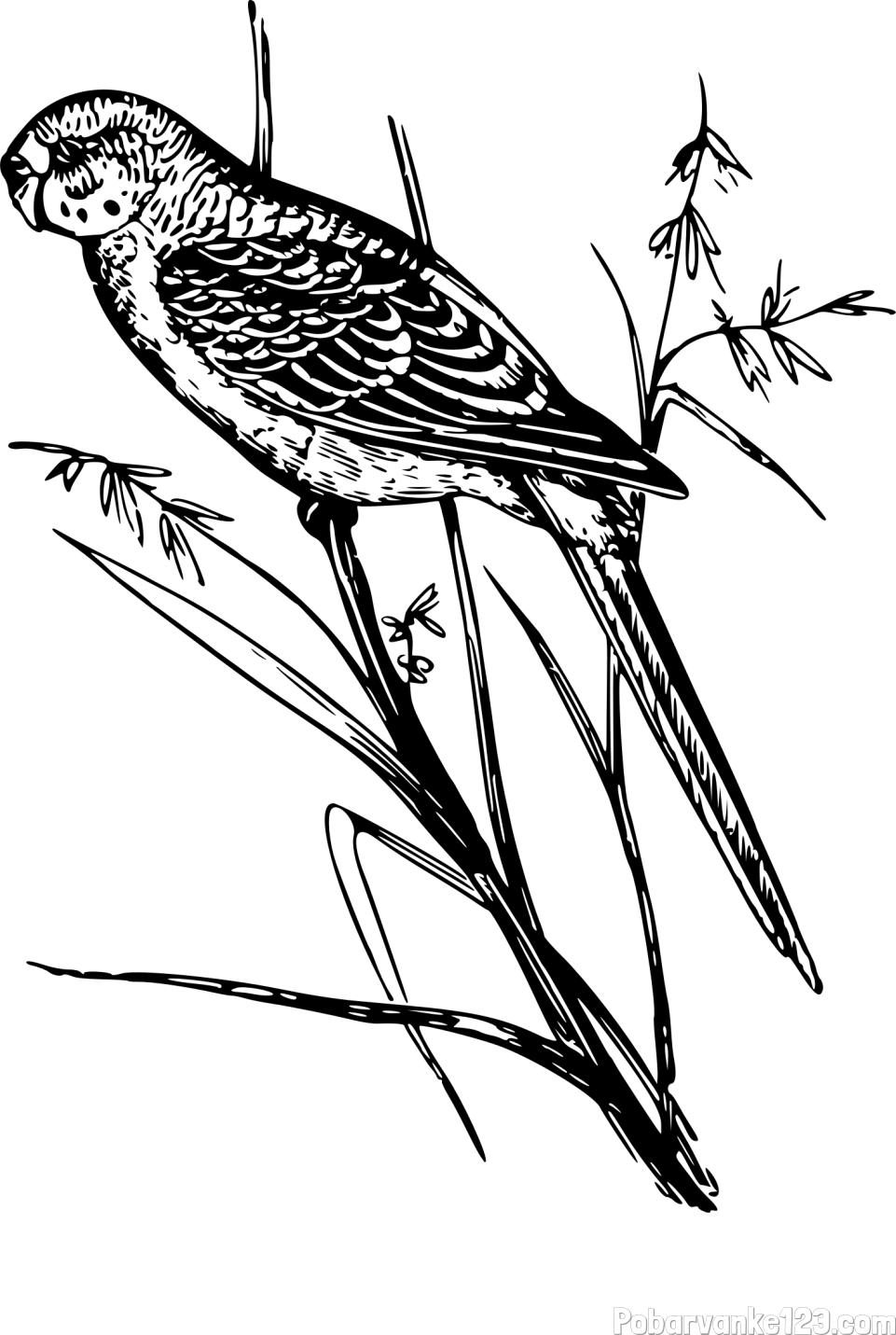 Pobarvanka kanarčka