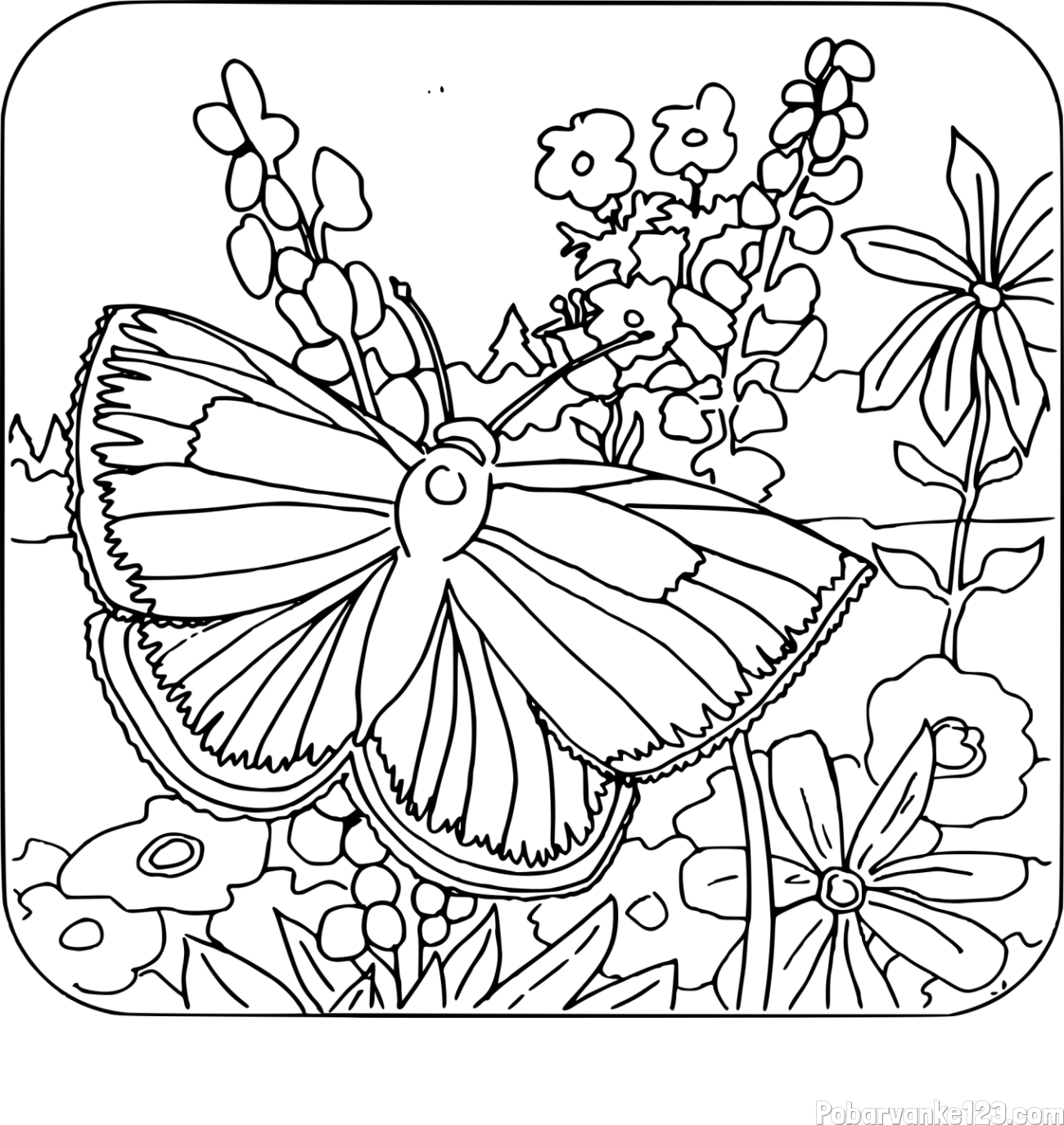 Pobarvanka metulja v naravi