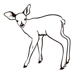 Pobarvanka mladega jelenčka