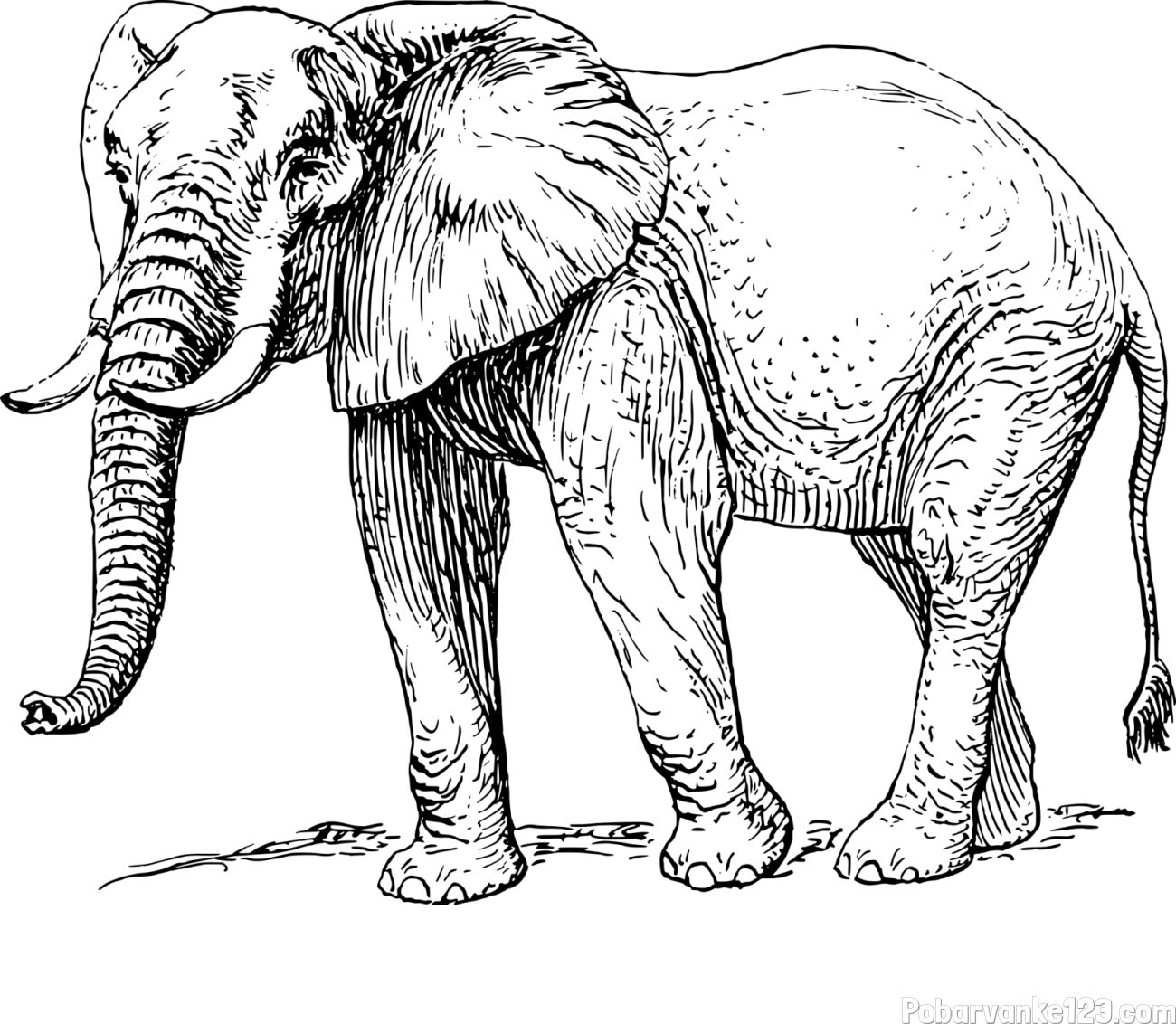 Pobarvanka mogočnega slona