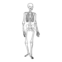 Pobarvanka okostnjaka