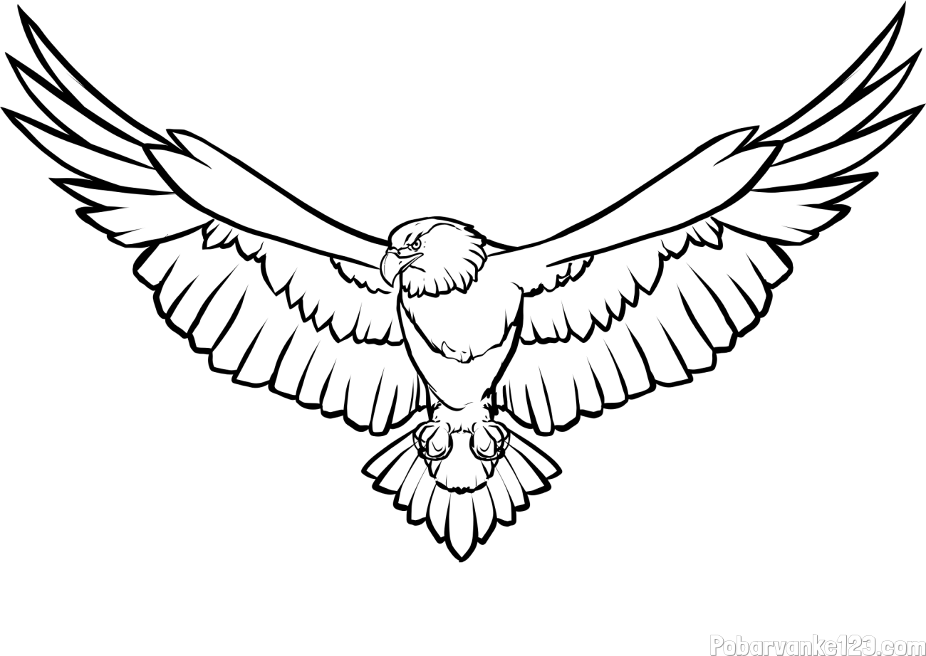 Pobarvanka orla s široko razprtimi krili