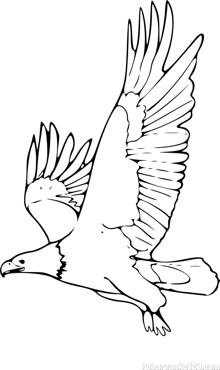 Pobarvanka orla v letu