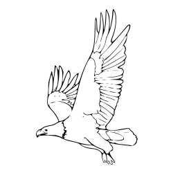 Pobarvanka orla v letu