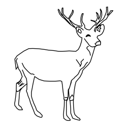 Pobarvanka preprostega jelenčka